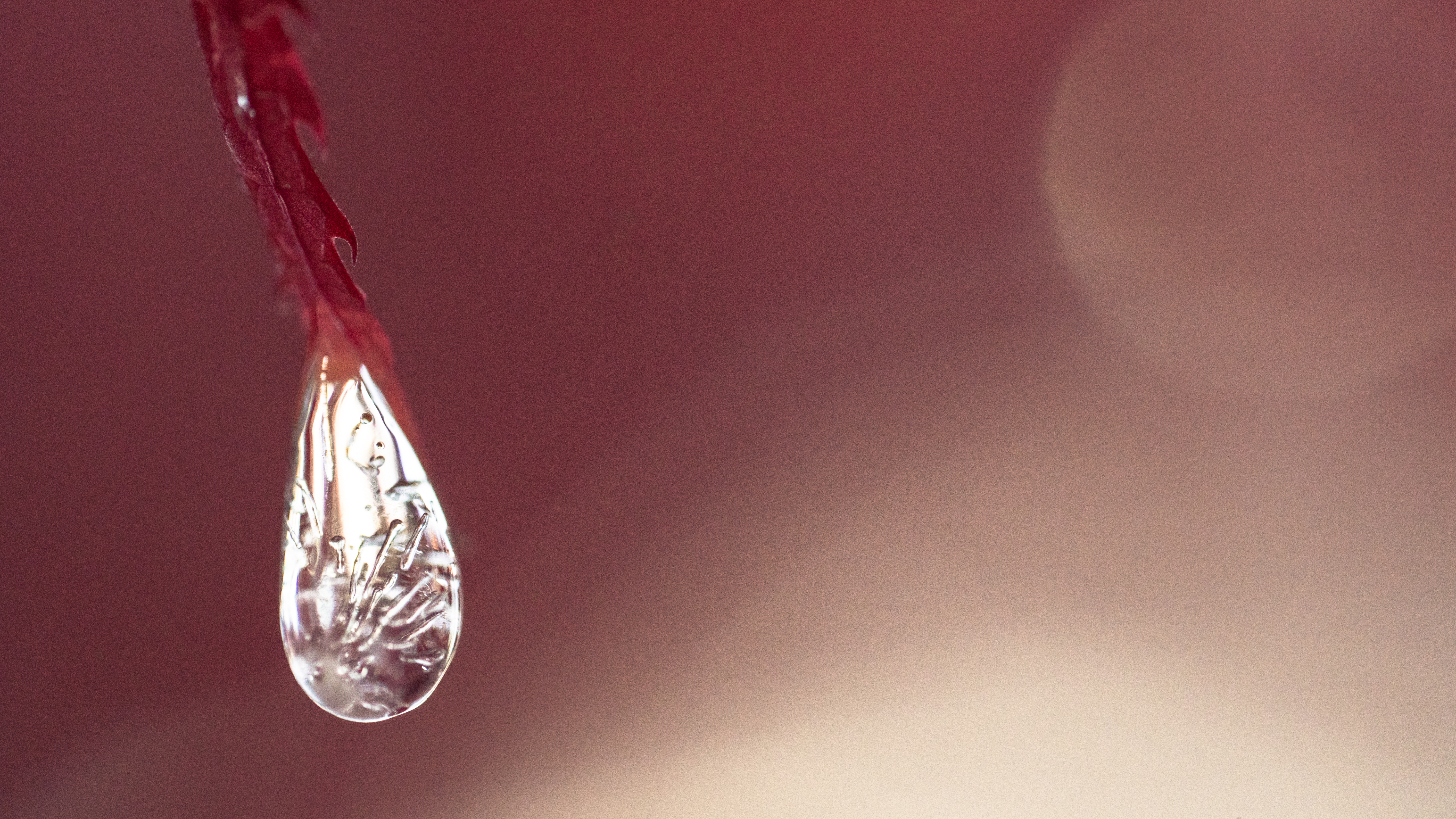 A macro photo of ice on fall leaves shot with the Sony FE 100mm f/2.8 Macro GM OSS