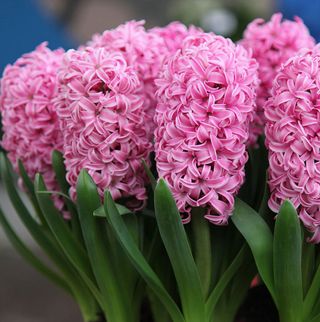 potted pink hyacinth flowers