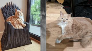 Arthur the cat sat on his Iron Throne cat bed