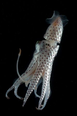 marine-squid-100802