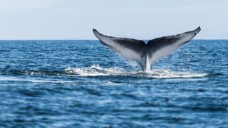 Blue whale (Balaenoptera musculus) tail fluke exposed during a dive. 