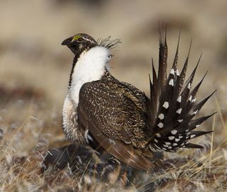 The greater sage-grouse (Centrocercus urophasianus) is a large, ground-dwelling bird. Measuring as much as 30 inches in length and two feet tall, it weighs from two to seven pounds. It has a long, pointed tail with legs feathered to the base of the toes and fleshy yellow combs over the eyes.