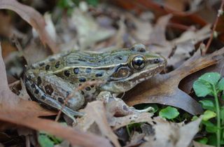 Atlantic coast leopard frog, new frog species, sounds, croak, cough