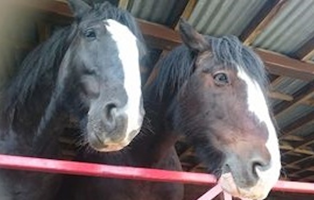 Shires.jpg
