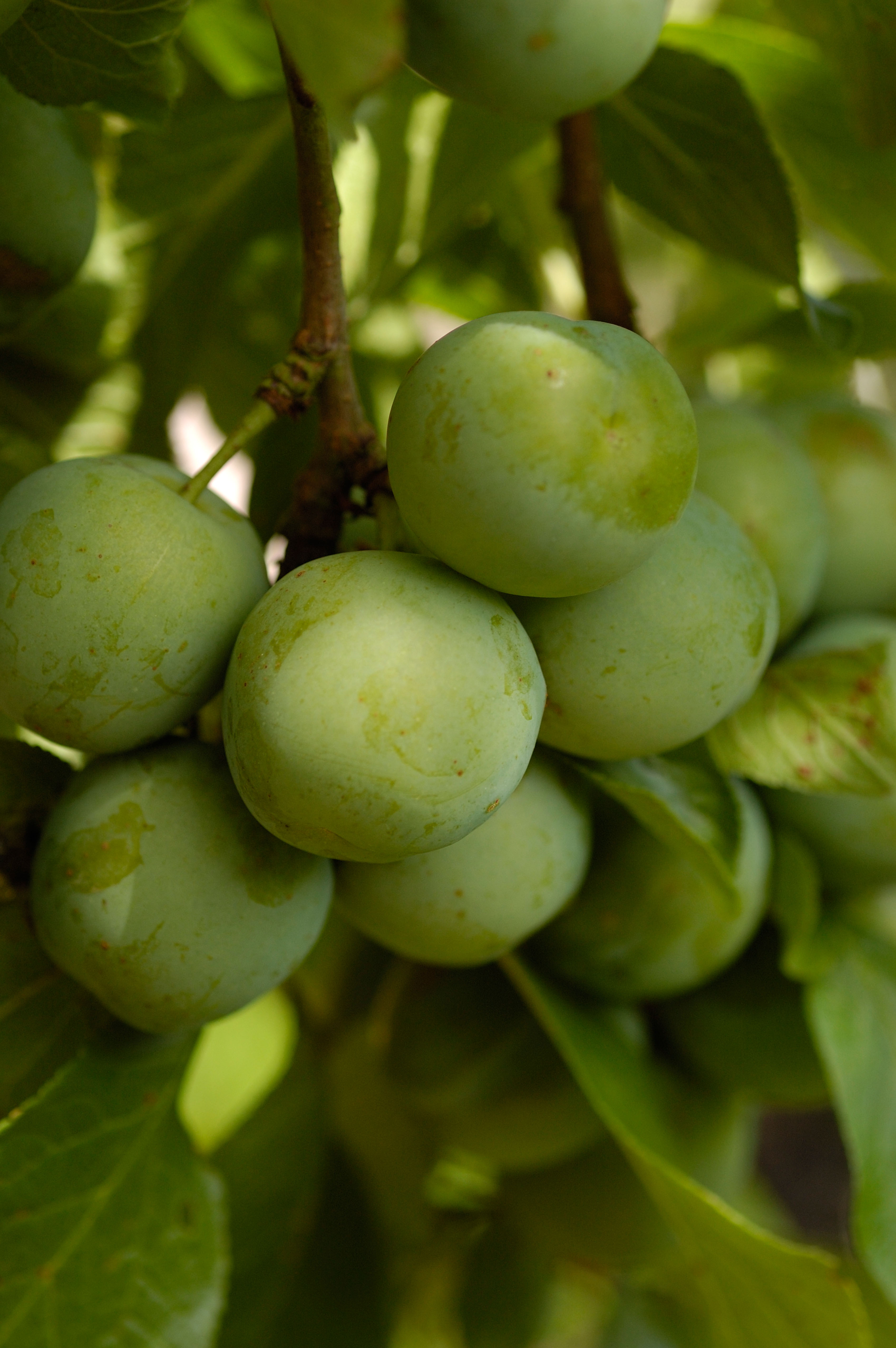 Greengages on a tree