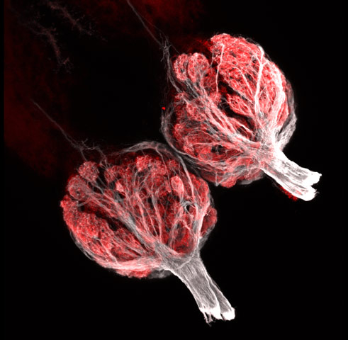 zebrafish bulbs