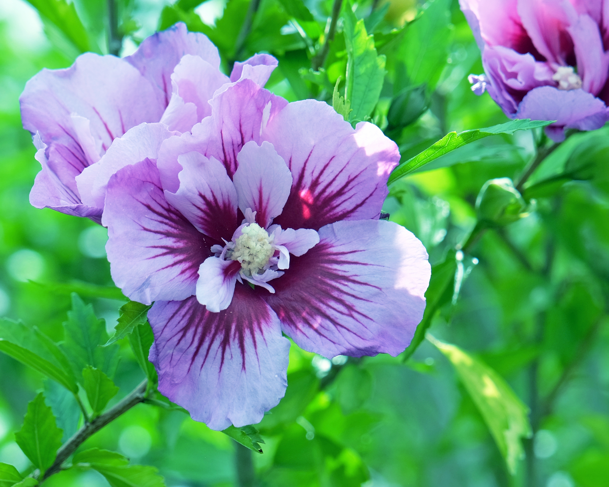 Rose of Sharon in flower