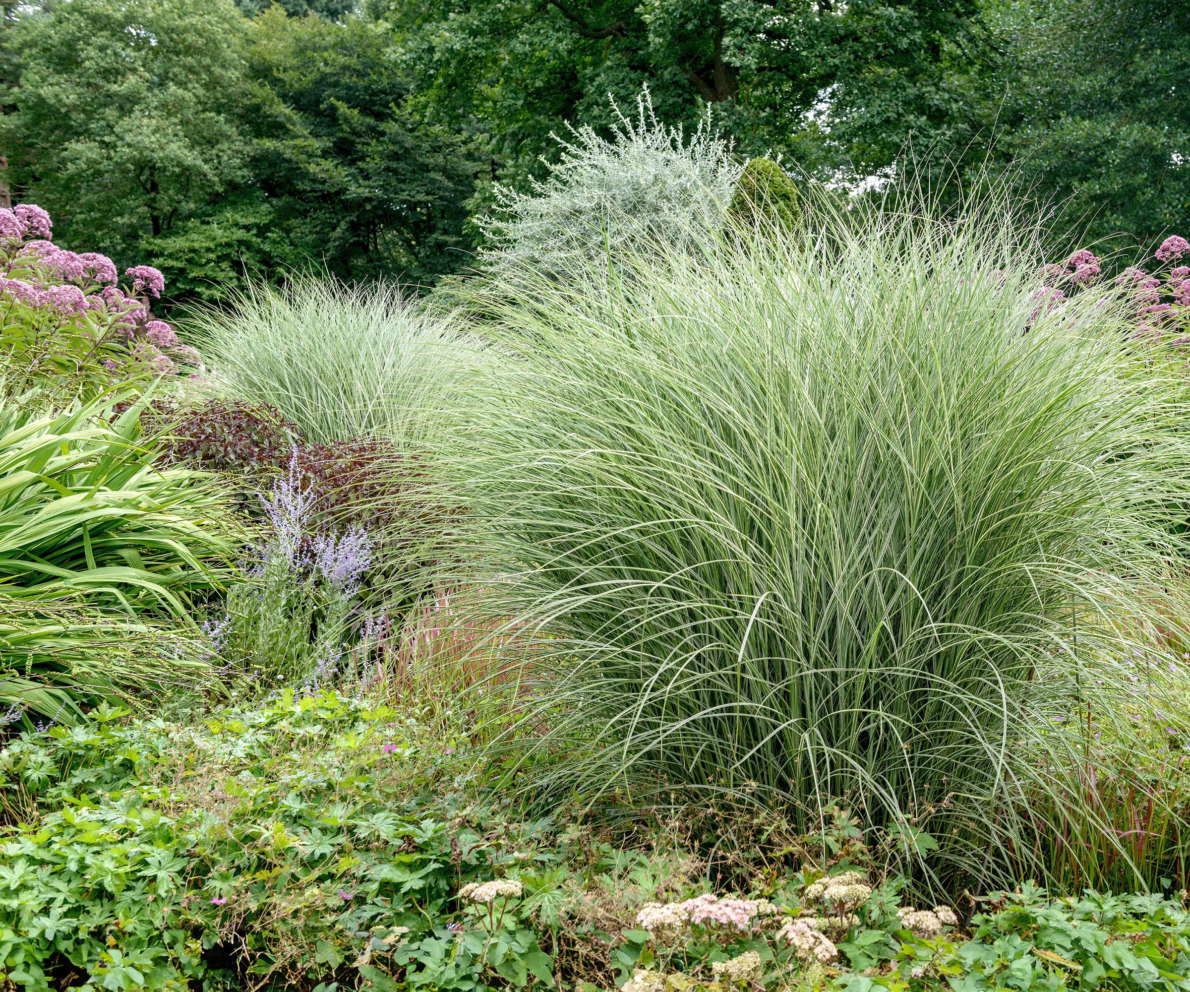 miscanthus Morning Light grass in summer border