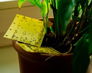 yellow sticky traps for pests