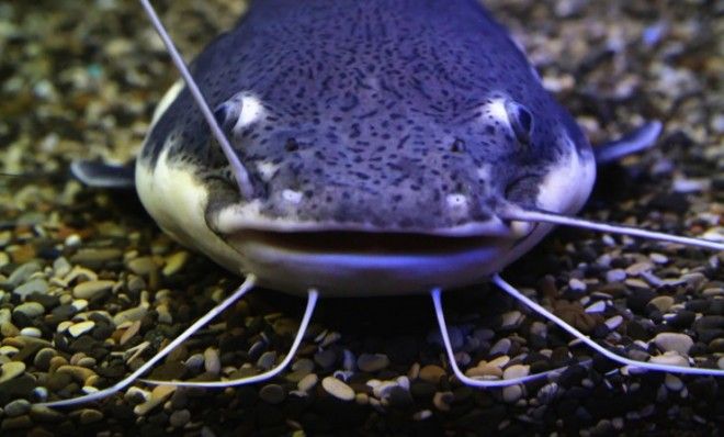 Catfish are not the best-looking fish in the sea...