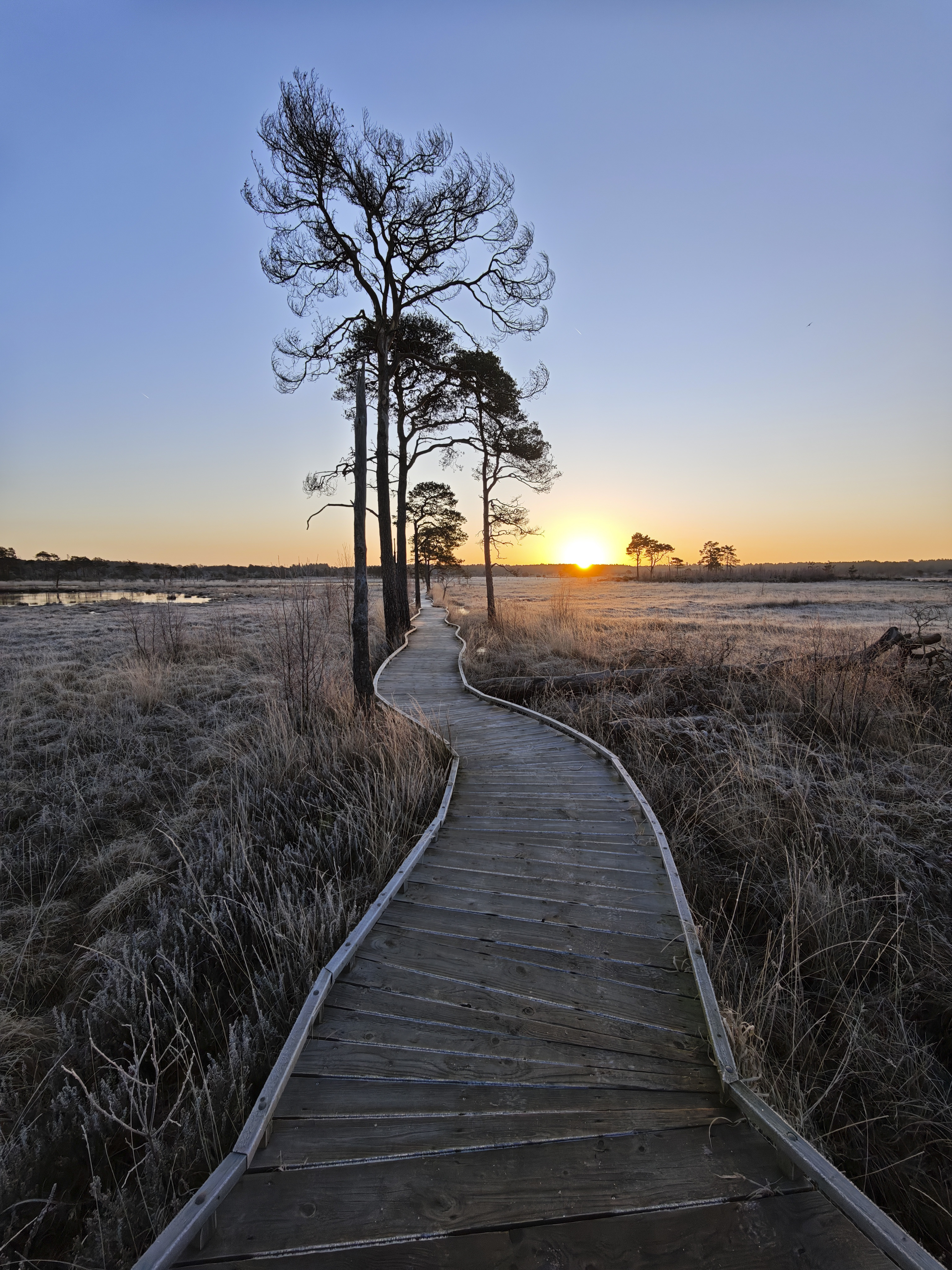 Xiaomi 15 Ultra sample photos; trees either side of a boardwalk in a common at first light