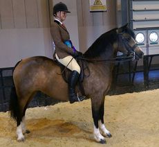 bam-hoys-new.jpg