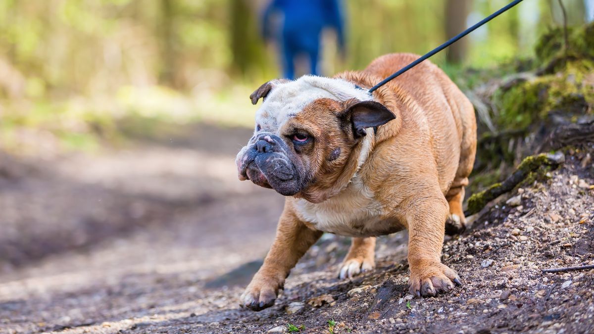 Think your dog is stubborn? Here's four reasons why they're not ...