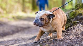 English Bulldog in a forest refusing to move
