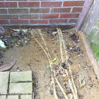 bamboo roots spreading out from outdoor patio into the exterior walls of a home