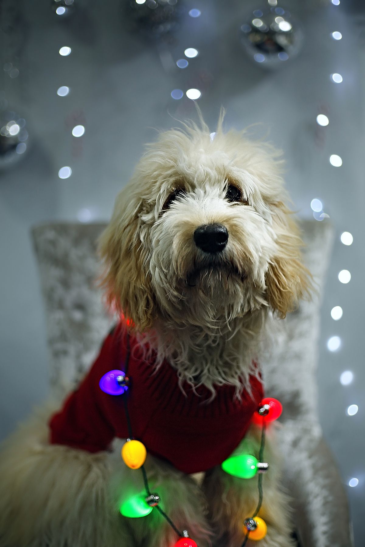 Goldendoodle festive photoshoot bokeh christmas lights santa hat