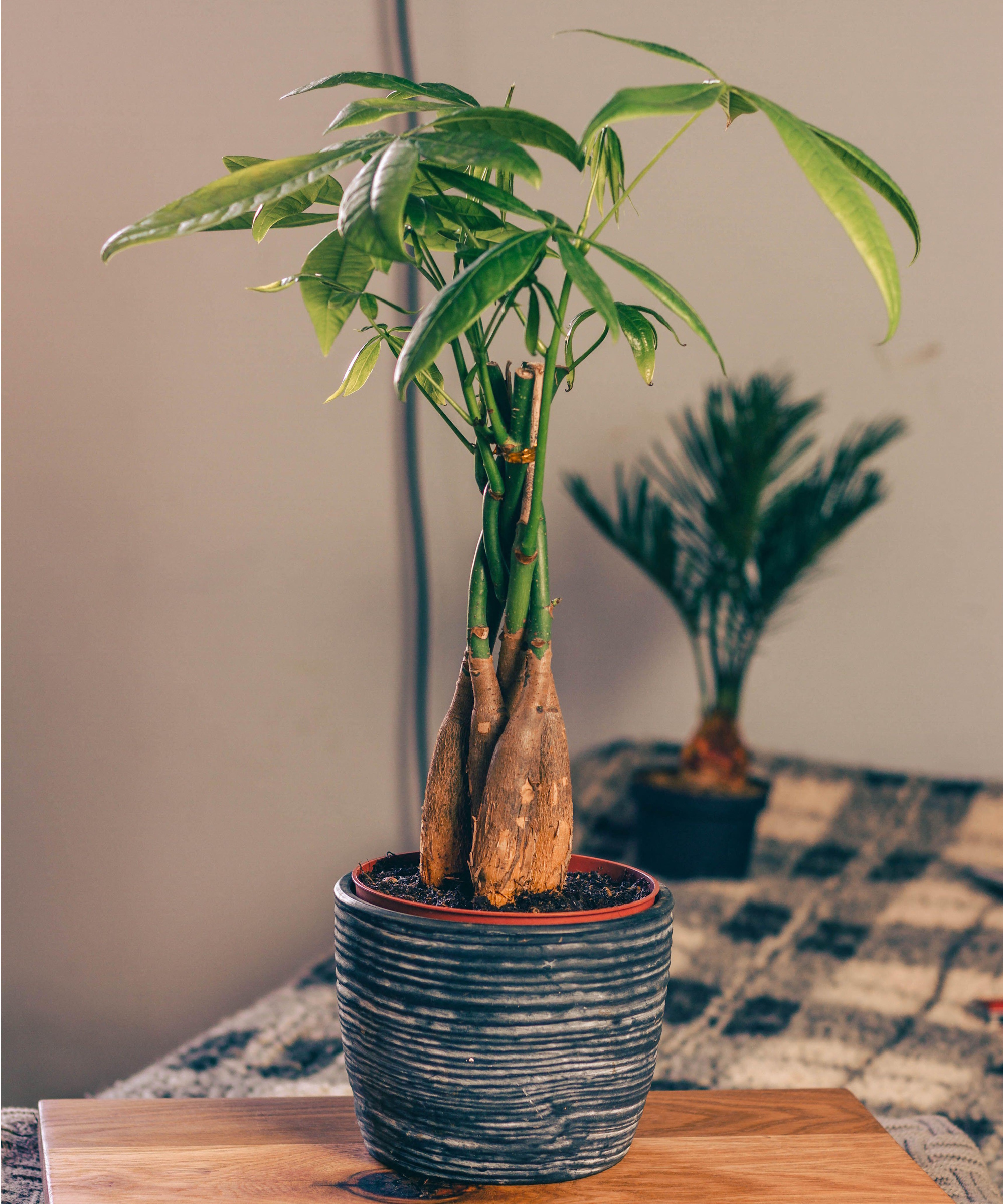 Money tree in pot, styled on a wooden block