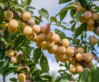 Plum 'Mirabelle de Nancy'