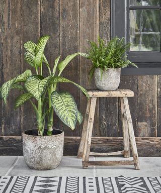 two plants in large pots on a patio