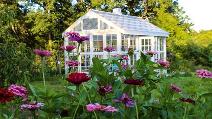 Gorgeous Victorian style DIY greenhouse designs in a garden of zinnias