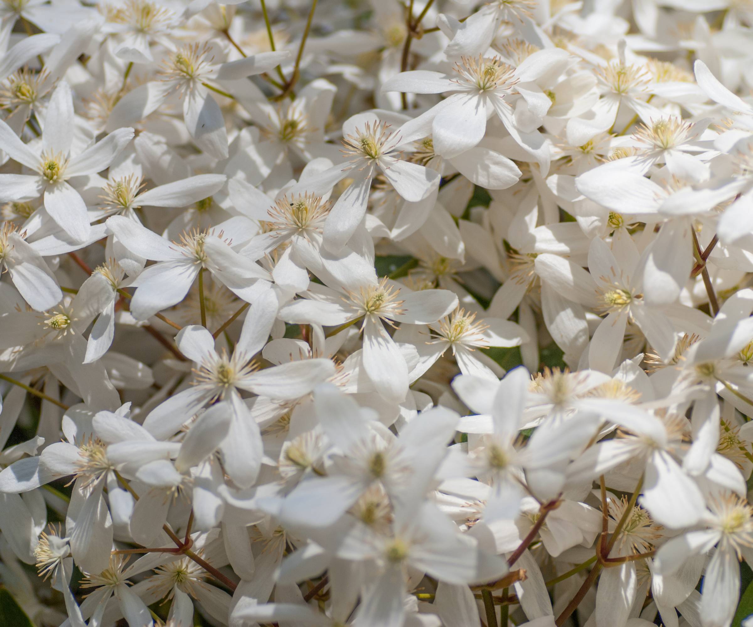 Armand or Armandii clematis flowers