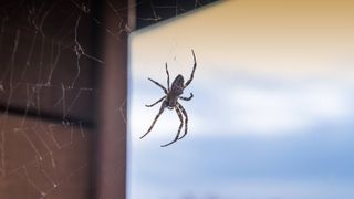 Spider outside window