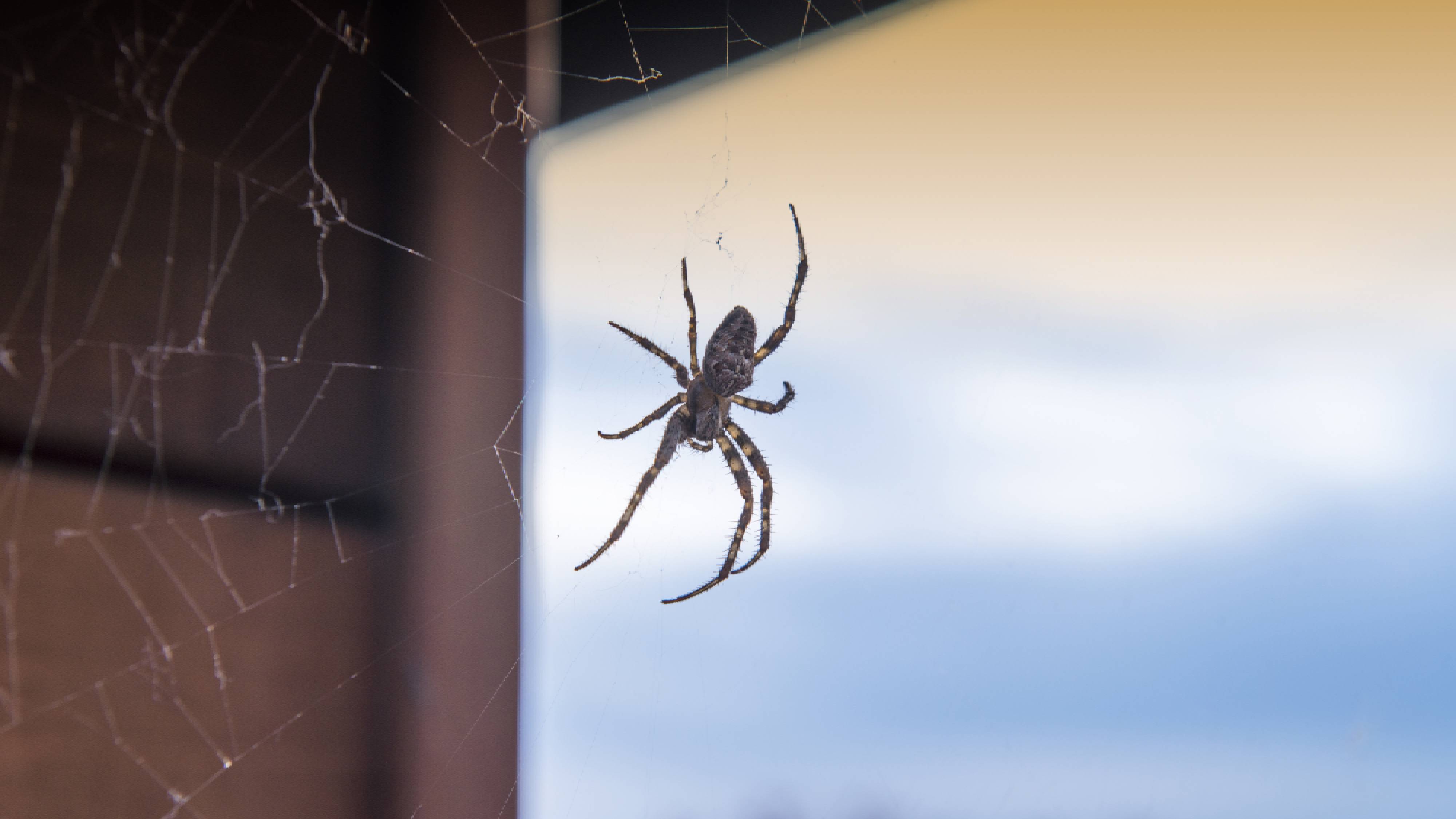Spider outside window