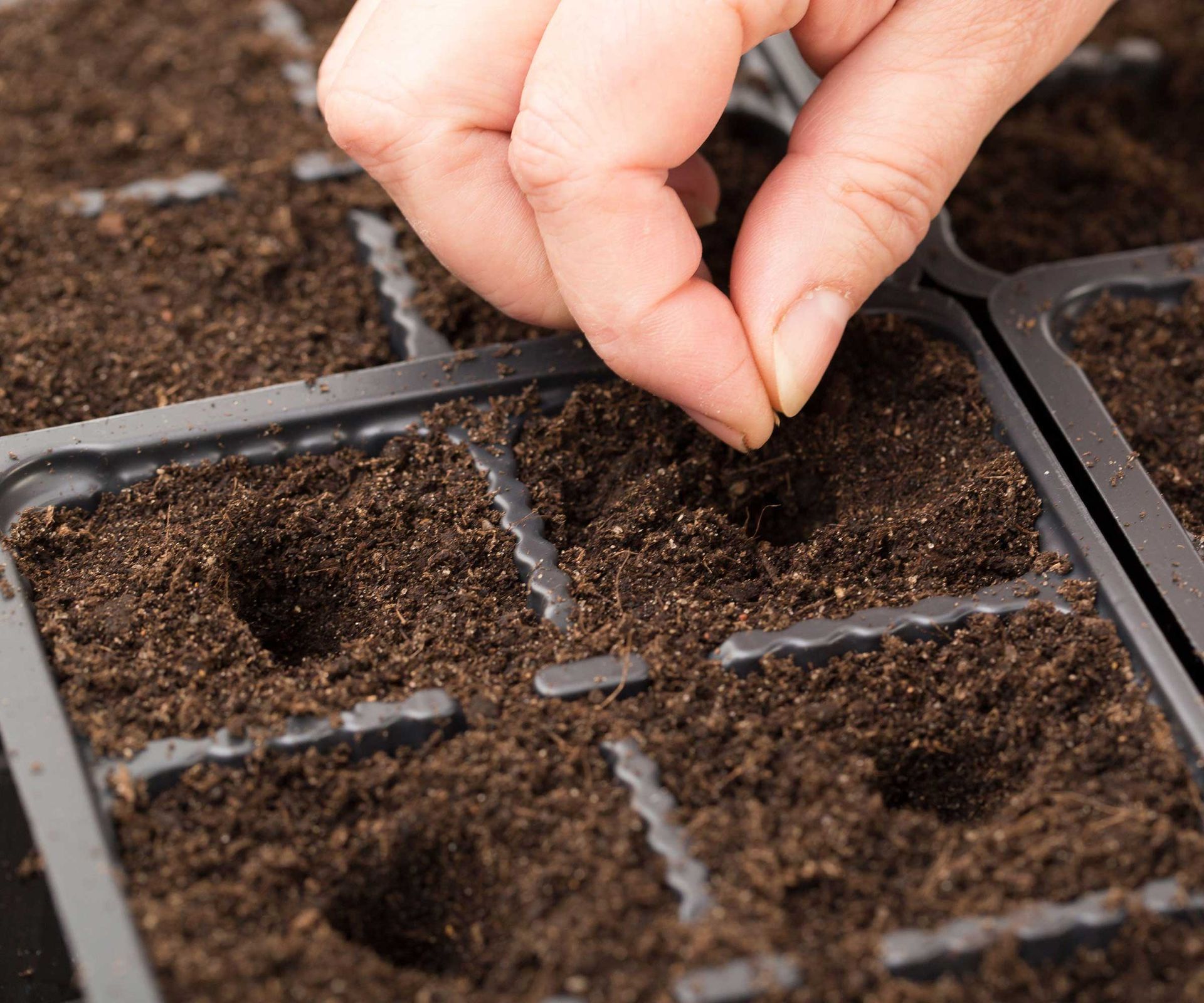 The best soil to start seeds experts reveal