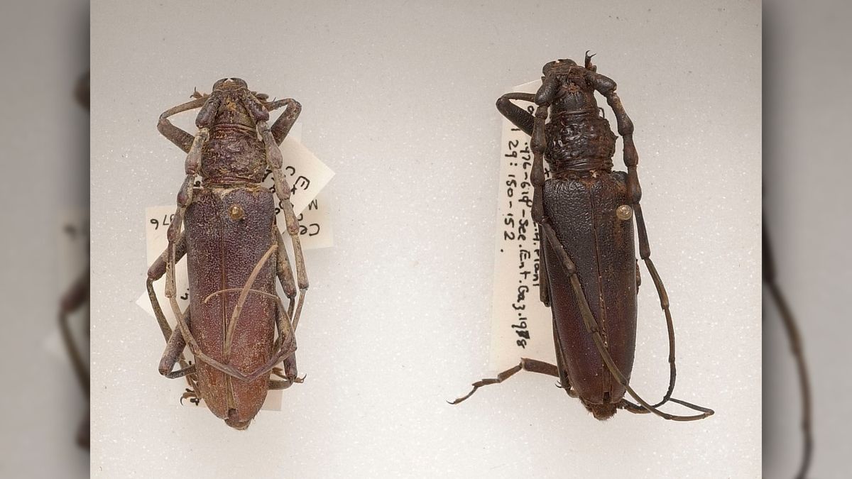 The two oak capricorn beetles found in the bog.