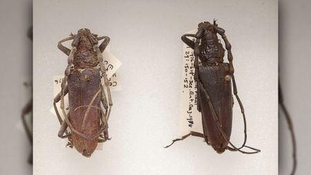 The two oak capricorn beetles found in the bog.