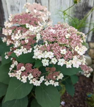 White and pink flowers on a smooth hydrangea