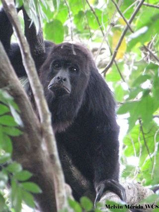 Black howler monkey in the Maya Biosphere Reserve