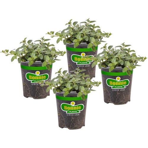 Bonnie Plants Peppermint Live Herb Plant 