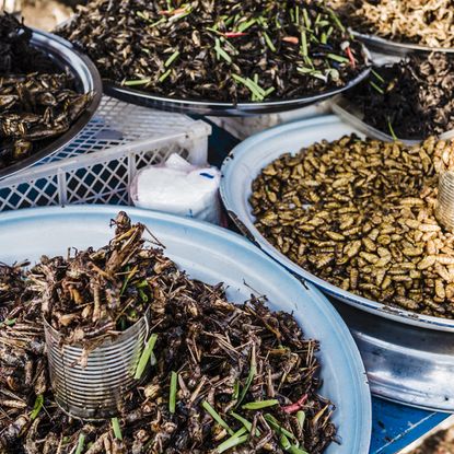 Food trends edible insects