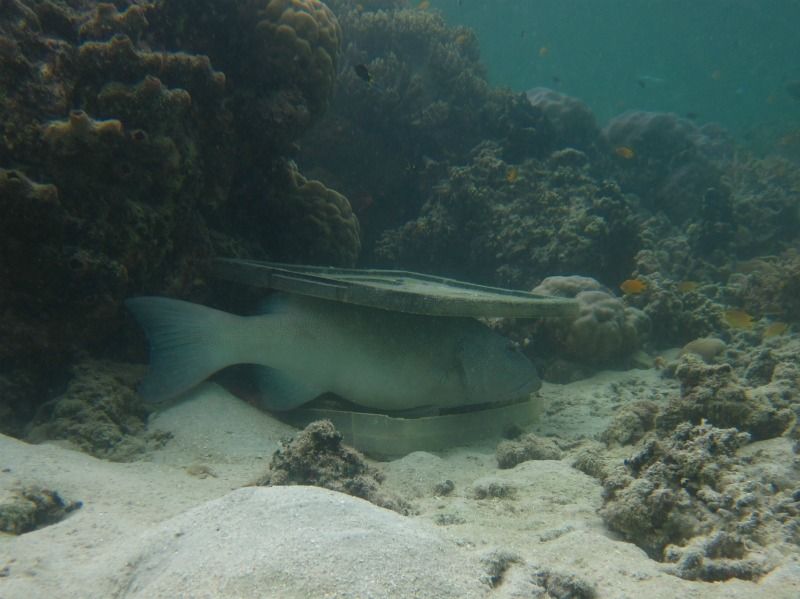 reef fish photographed, coral trout, hiding reef fish, coral reefs, declining coral reefs and disappearing fish, why fish are disappearing from coral reefs, table coral