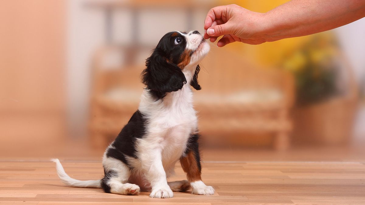 Puppy receiving treat