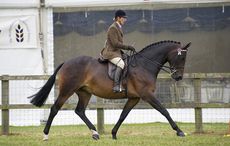 Jayne Ross and Casino