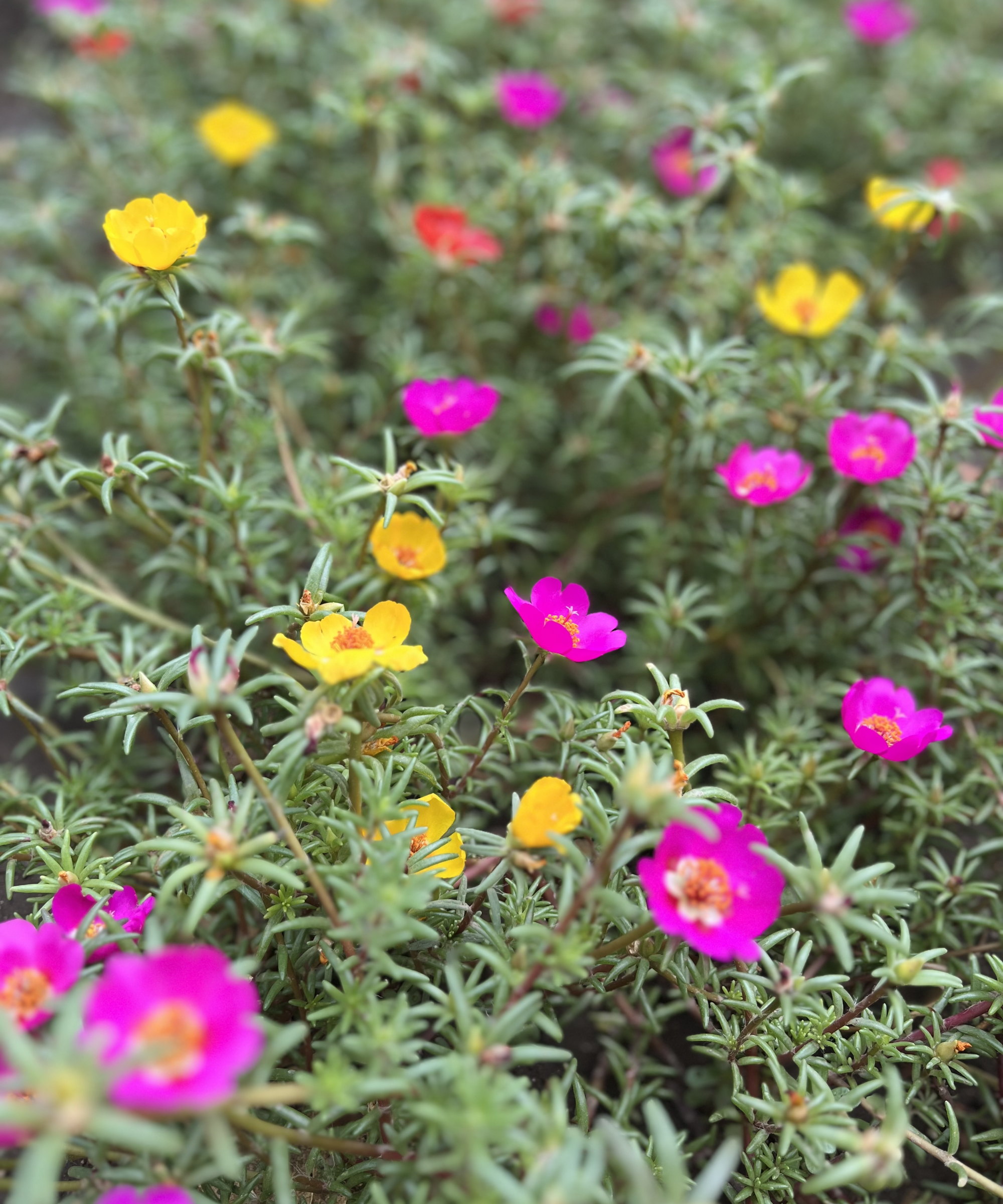 A portulaca plant with colorful blooms against the green succulent leaves