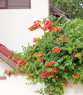 A blooming trumpet vine grows along a wall