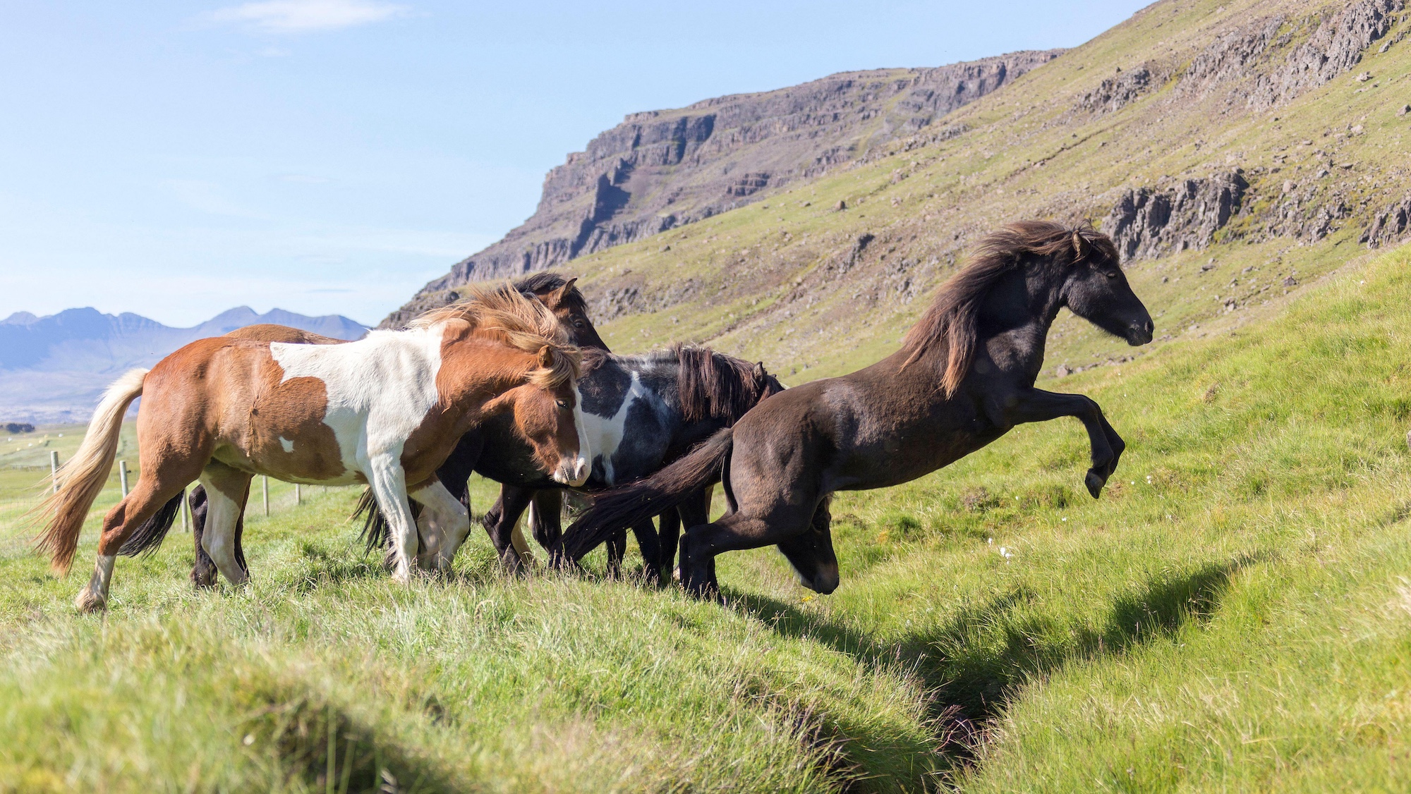ICelandic horses jumping ditch