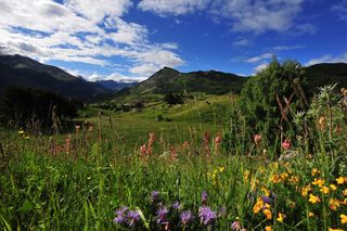 The Pyrenees is full of beautiful flora and fauna