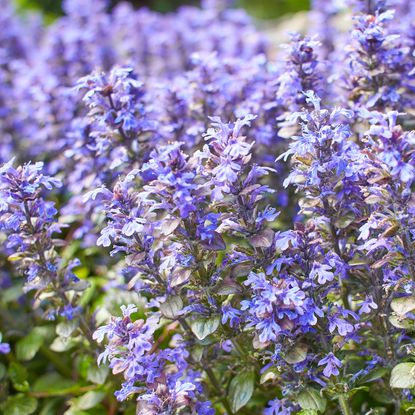 violet carpet bugleweed with purple floral clusters