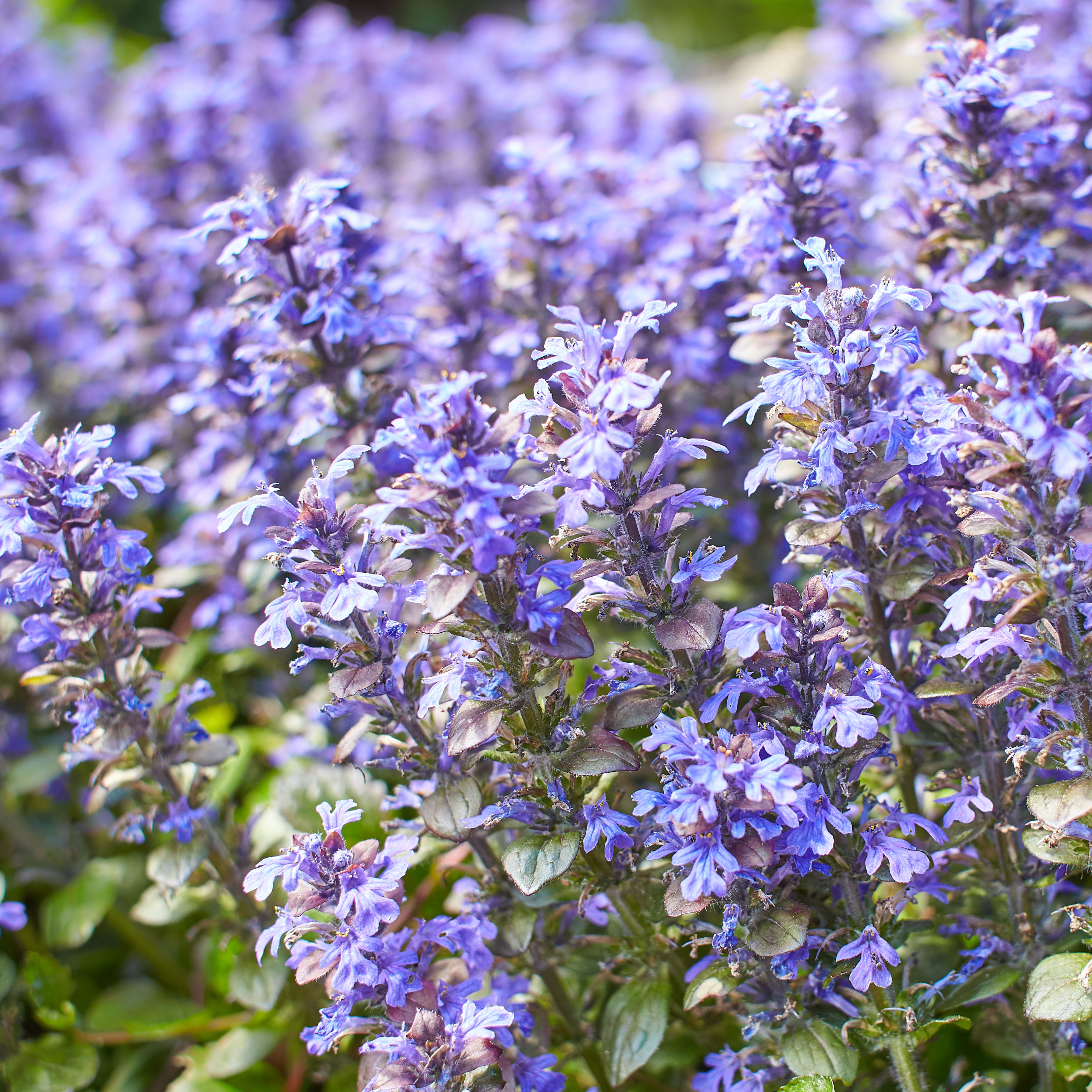 violet carpet bugleweed with purple floral clusters