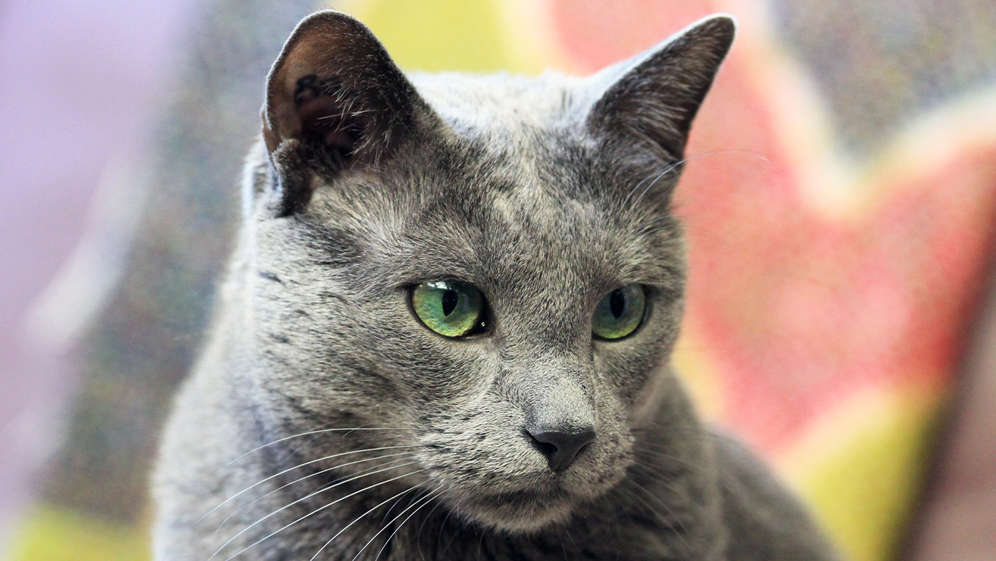 Russian Blue cat headshot