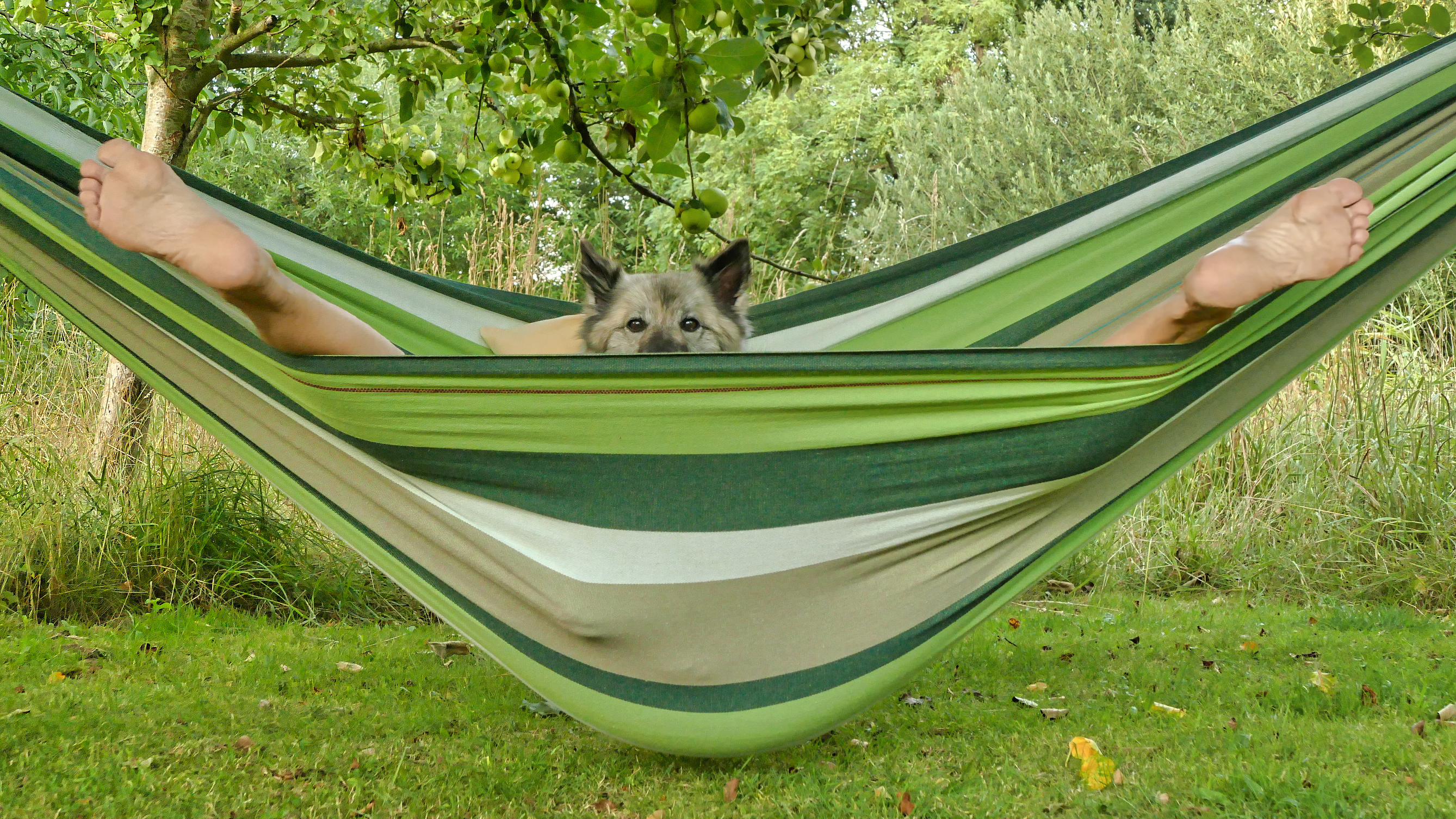 Comedy Pet Photo Awards 2022