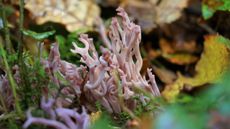 Violet-Coral-fungus-in-Paccombe-Woods-The-Donkey-Sanctuary-3-LR.jpg