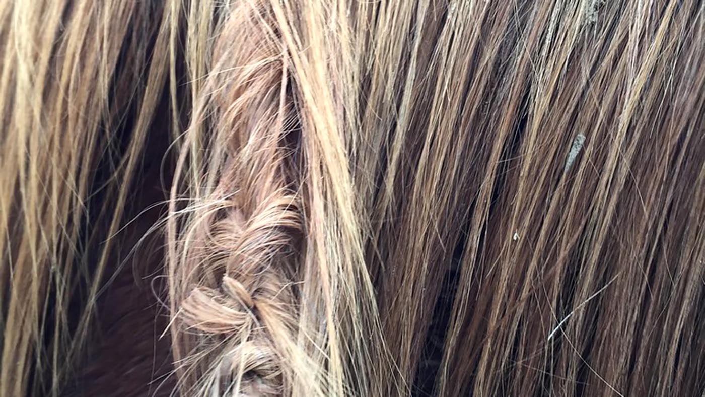wind-knot-horse.jpg
