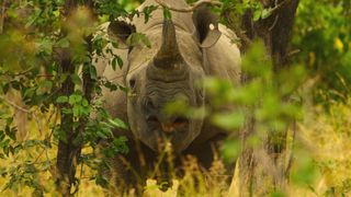 TV tonight Rhinos thrive in the Luangwa Valley