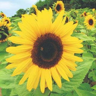 A sunflower growing in a field