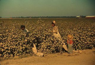 day laborers picking cotton